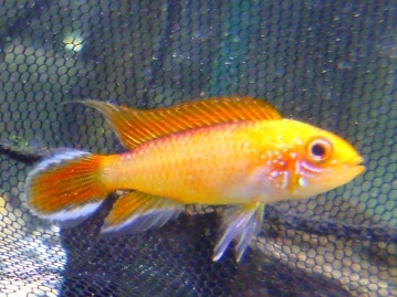 ジャンボセキセイインコ