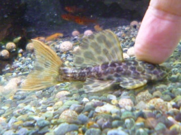 ハリネズミ（ヨツユビハリネズミ）