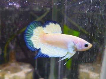 キエリボタンインコ