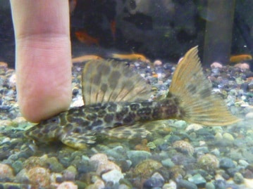 ジャンボセキセイインコ