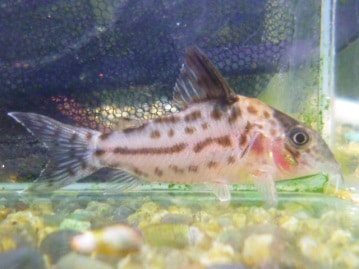 ハリネズミ（ヨツユビハリネズミ）