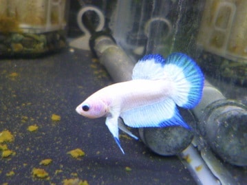 キエリボタンインコ