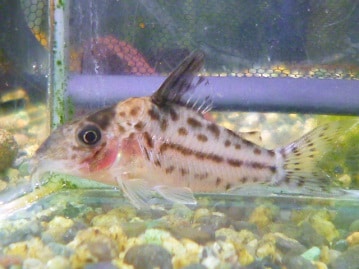 フクロモモンガ