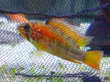 ハリネズミ（ヨツユビハリネズミ）