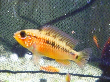 ハリネズミ（ヨツユビハリネズミ）