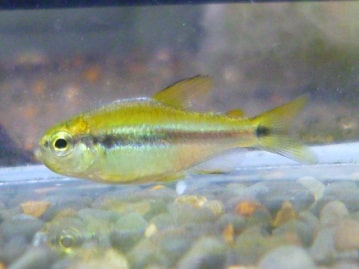 とっても綺麗になりました！マメルリハ　パイドの女の子２０１９年７月２１日撮影　　