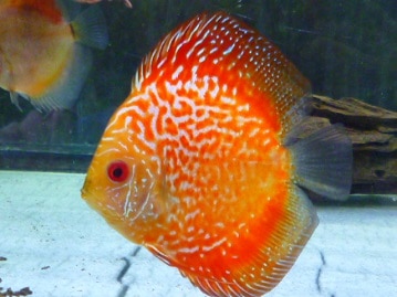 イングリッシュモルモット