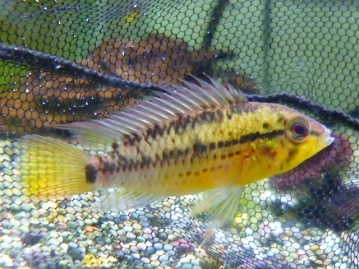 イングリッシュモルモット