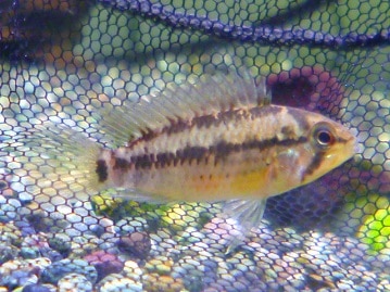 イングリッシュモルモット