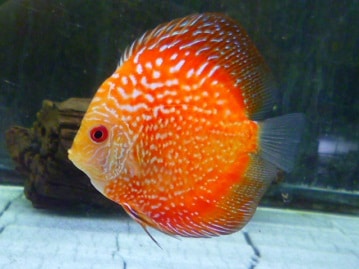 イングリッシュモルモット