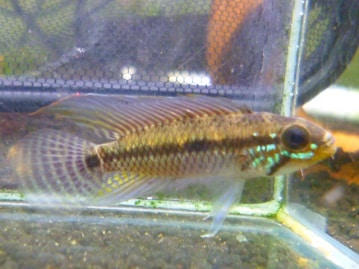 イングリッシュモルモット