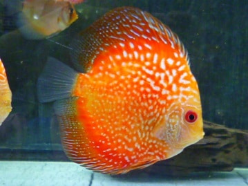 イングリッシュモルモット