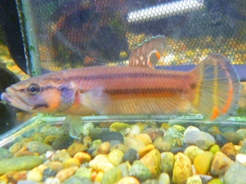 イングリッシュモルモット