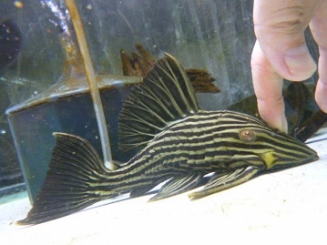 イングリッシュモルモット