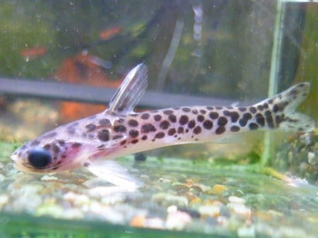 手乗りコザクラインコ　モーヴ　ヒナ　８月１３日