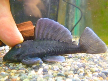 スキニーギニアピッグ