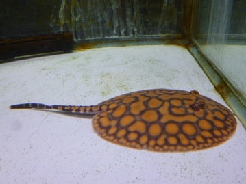 スキニーギニアピッグ