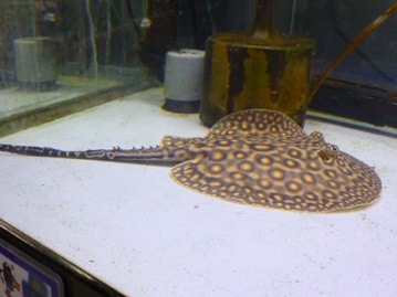 サザナミインコ