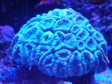 イングリッシュモルモット