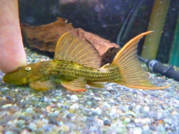 トイプードル　レッド　女の子　２０１９年８月６日撮影