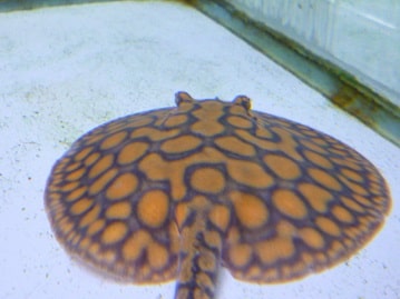 スキニーギニアピッグ