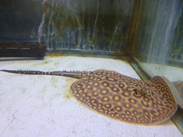 サザナミインコ