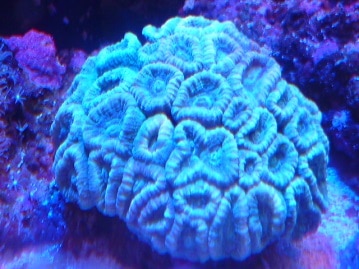 イングリッシュモルモット