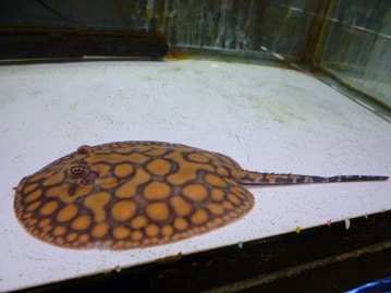 サザナミインコ