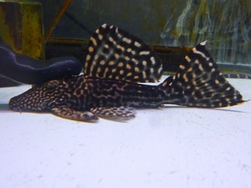 サザナミインコ