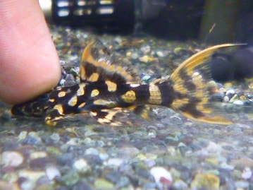 イングリッシュモルモット