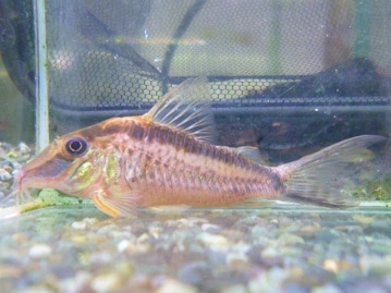 スキニーギニアピッグ