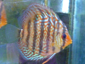 イングリッシュモルモット