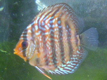 イングリッシュモルモット