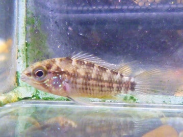 テディモルモット