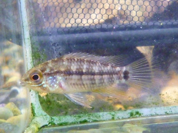 テディモルモット