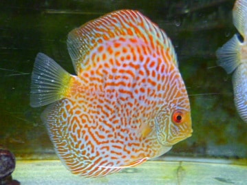 ホーランドロップ