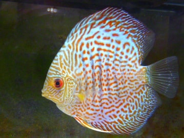 ホーランドロップ