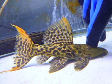 ホーランドロップ