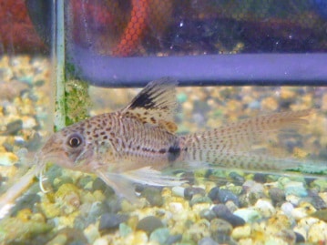 ゴールデンハムスター