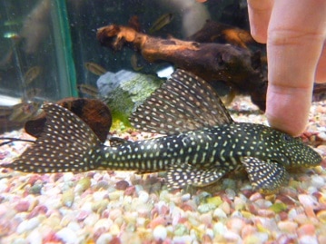 イングリッシュモルモット