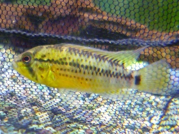 トイプードル　アプリコット　男の子