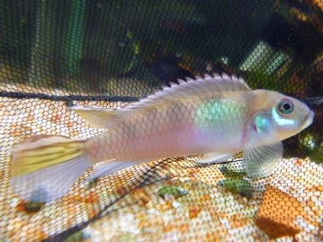 ミックス猫　母チンチラゴールド×父ブリテッシュショートヘアーブルー　男の子