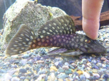 ミックス猫　母スコテッシュ×父ブリテッシュ　