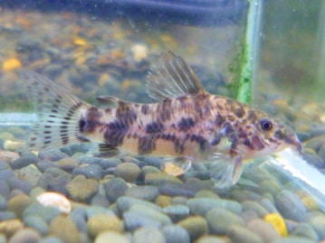 イングリッシュモルモット