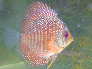 アビシニアンモルモット