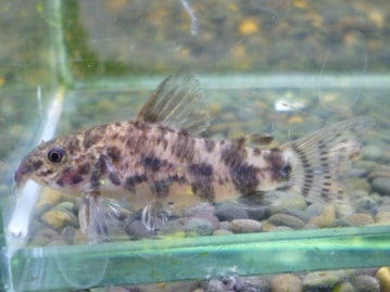 イングリッシュモルモット