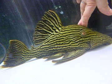 アビシニアンモルモット