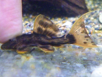 イングリッシュモルモット