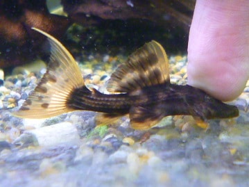 イングリッシュモルモット