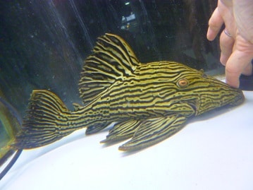 アビシニアンモルモット